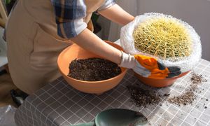 Jak přesazovat pichlavé kaktusy? Hlavně opatrně