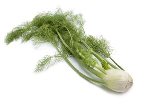 Fenykl hlíznatý | Sladký fenykl | Foeniculum vulgare var. dulce