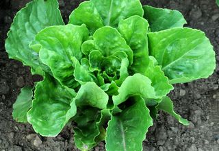 Salát římský | Lactuca romana