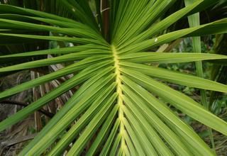 Howea belmoreana,Kentia belmoreana