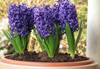 Hyacint,Hyacinthus orientalis