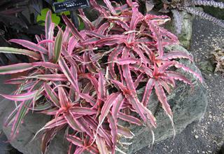 Kryptantus | Skrytěnec | Cryptanthus