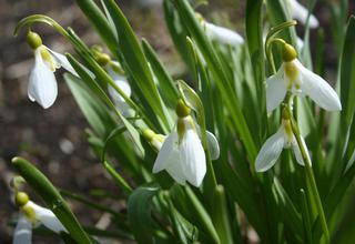 Sněženka | Podsněžník | Galanthus