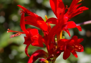 Montbrécie | Crocosmia