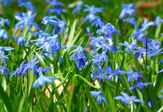 Ladoňka | Scilla