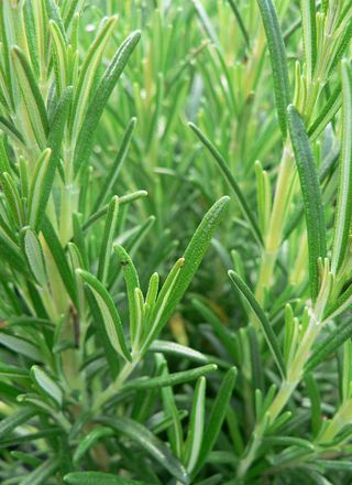 Rozmarýn | Rosmarinus officinalis