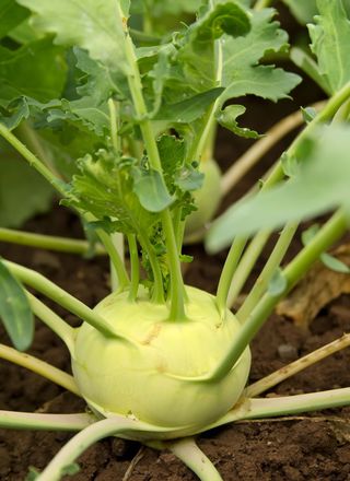 Kedlubna | Brassica oleracea L.conv. acephala DC. var. Gongyl