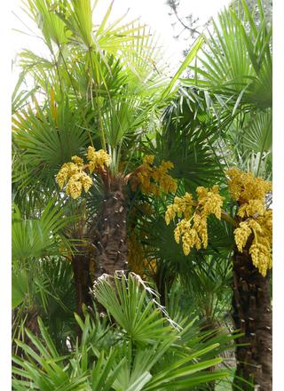 Žumara ztepilá | Chamaerops excelsa,Trachycarpus fortunei