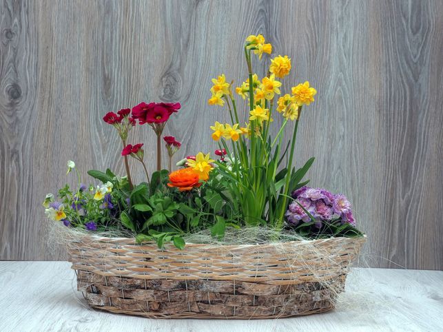 Jarní truhlík vám bude dělat radost i doma na stole (Foto: Shutterstock)