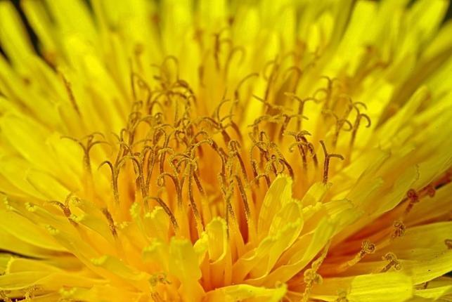 Detail květu smetánky lékařské (Zdroj: Shutterstock)