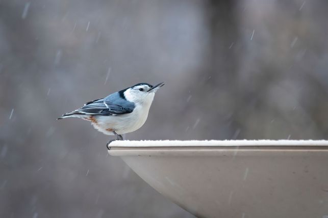 Pítko (Zdroj: Shutterstock)