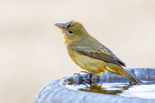Pítko by mělo být na prosluněném místě (Zdroj: Shutterstock)
