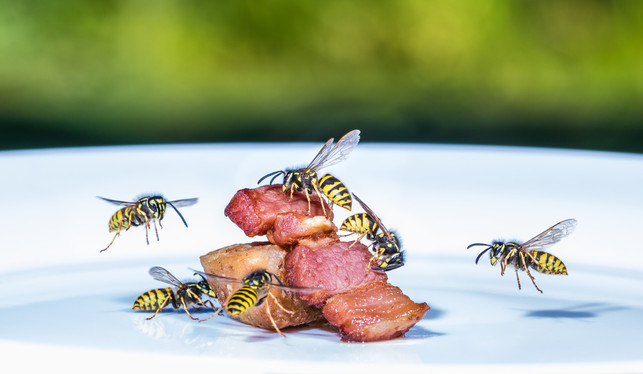 Vosy právě nyní hledají maso, nejčastější masitou potravou je pro ně však hmyz, později přejdou na ovoce (Zdroj: Shutterstock)