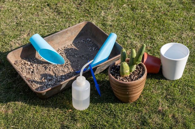 Výbava na přesazování kaktusů (Zdroj: Shutterstock)