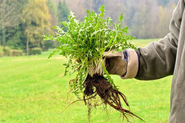 Nezničitelné kořeny pampelišky (Zdroj: Shutterstock)