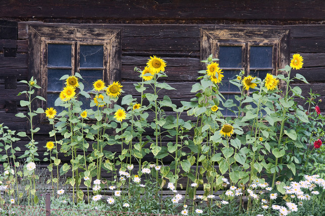 Slunečnice v předzahrádce? Proč ne. (Zdroj: Shutterstock)