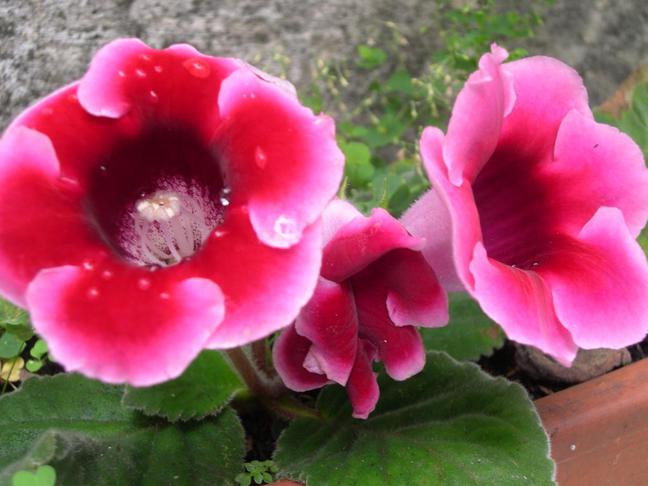 Gloxínie | Sinningia speciosa