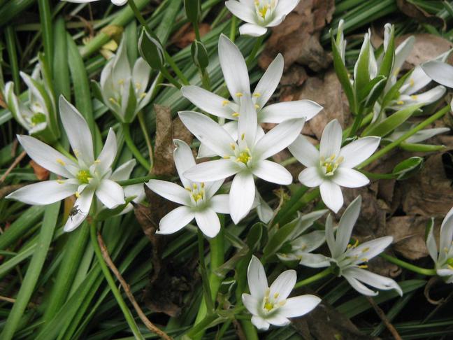 Snědek | Ornithogalum